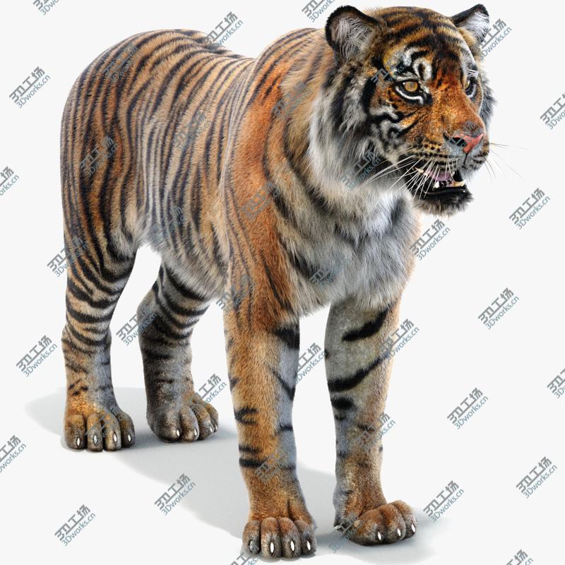 images/goods_img/202105071/Sumatran Tiger (Fur) model/1.jpg